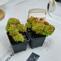5'' Sedum Alice Evans Crested, Rare Live Succulent Plants