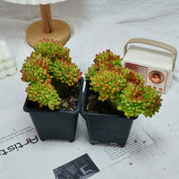 5'' Sedum Alice Evans Crested, Rare Live Succulent Plants