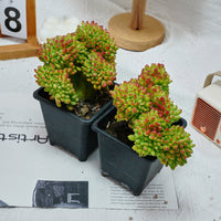 5'' Sedum Alice Evans Crested, Rare Live Succulent Plants