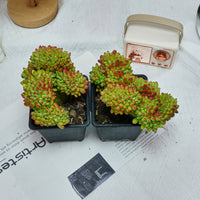 5'' Sedum Alice Evans Crested, Rare Live Succulent Plants