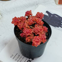 5'' Echeveria Rolly, Rare Live Succulent Plants