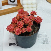 5'' Echeveria Rolly, Rare Live Succulent Plants