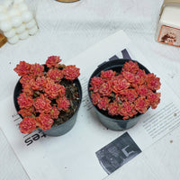 5'' Echeveria Rolly, Rare Live Succulent Plants