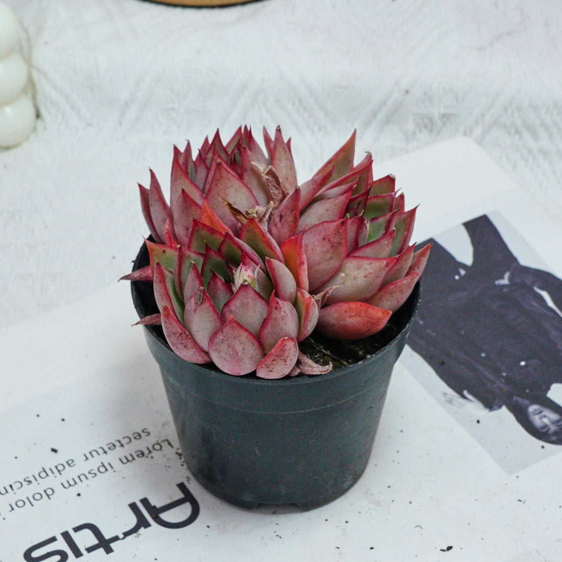 4'' Echeveria Yeon-Deung, Rare Live Succulent Plants