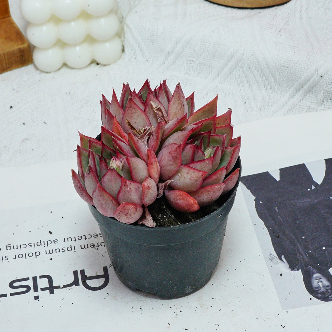 4'' Echeveria Yeon-Deung, Rare Live Succulent Plants