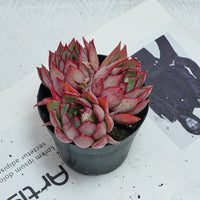 4'' Echeveria Yeon-Deung, Rare Live Succulent Plants