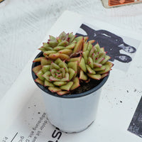 5'' Sedeveria Green Rose, Rare Live Succulent Plants