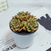 5'' Sedeveria Green Rose, Rare Live Succulent Plants