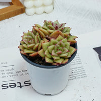 5'' Sedeveria Green Rose, Rare Live Succulent Plants