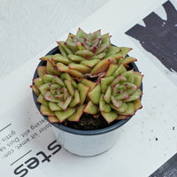 5'' Sedeveria Green Rose, Rare Live Succulent Plants