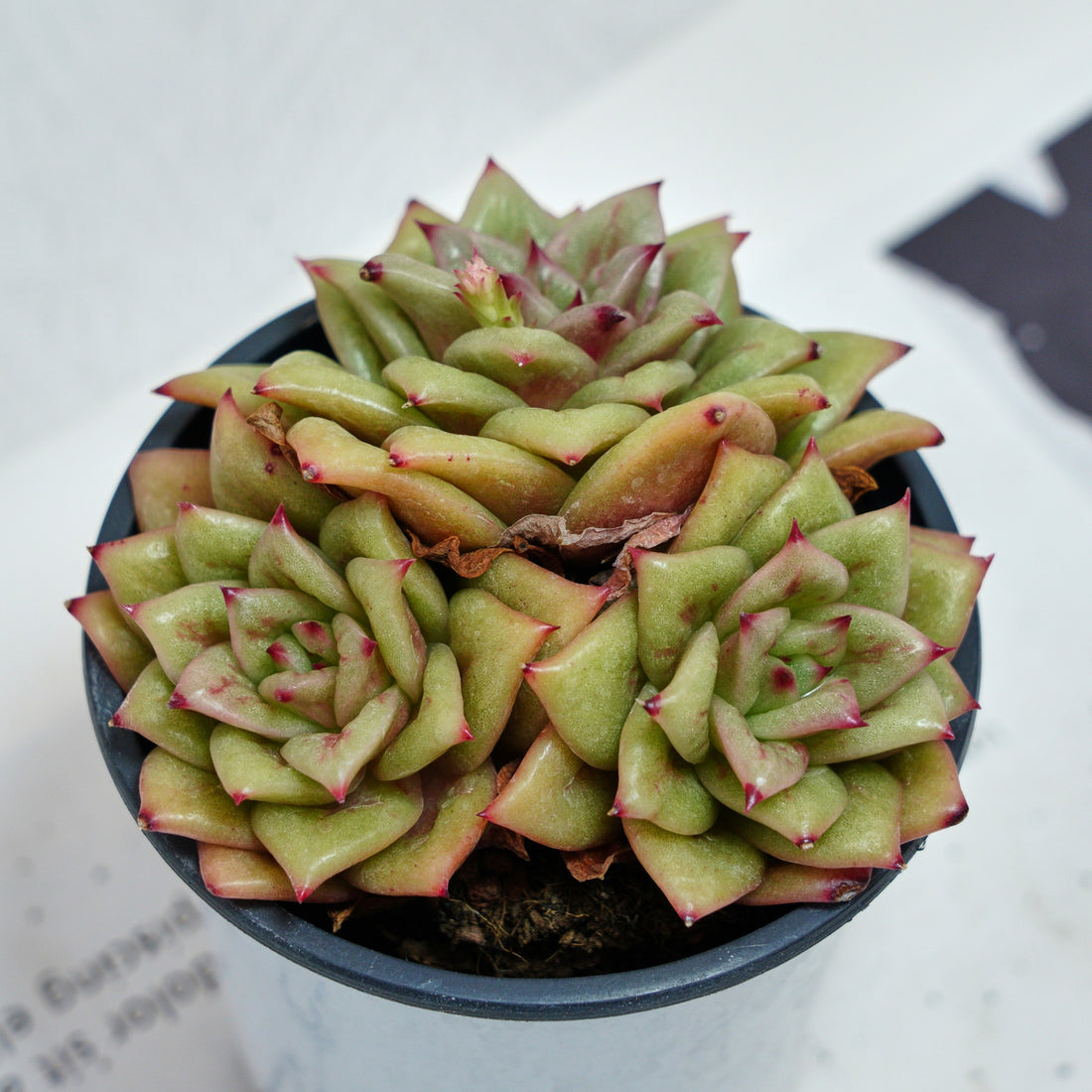 5'' Sedeveria Green Rose, Rare Live Succulent Plants