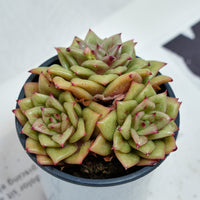 5'' Sedeveria Green Rose, Rare Live Succulent Plants