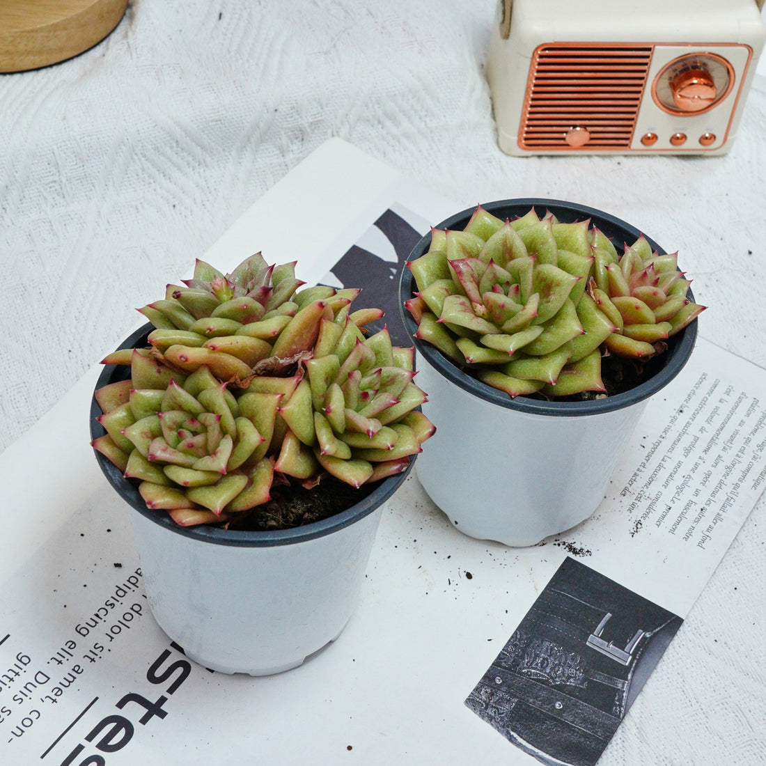 5'' Sedeveria Green Rose, Rare Live Succulent Plants