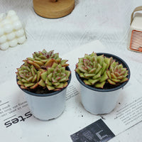 5'' Sedeveria Green Rose, Rare Live Succulent Plants