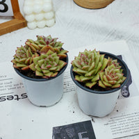 5'' Sedeveria Green Rose, Rare Live Succulent Plants