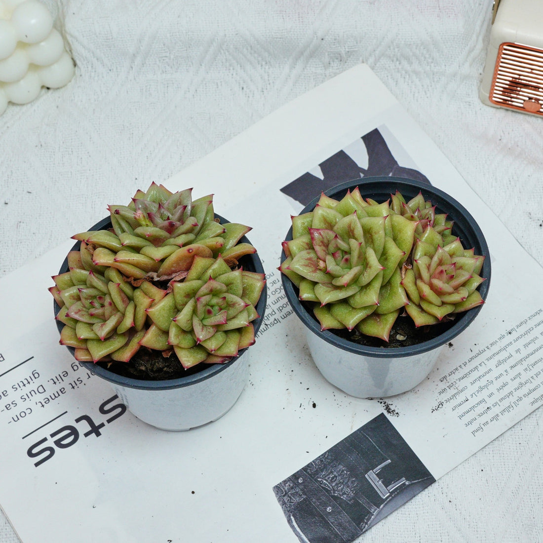 5'' Sedeveria Green Rose, Rare Live Succulent Plants