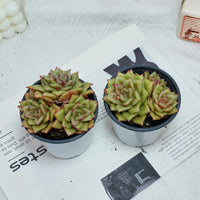 5'' Sedeveria Green Rose, Rare Live Succulent Plants