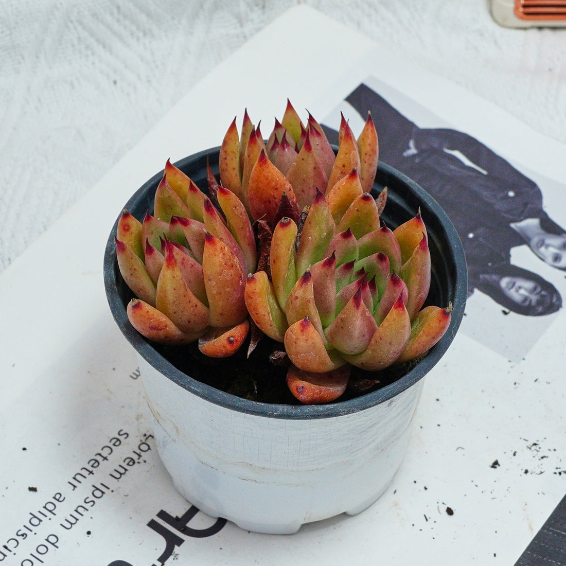 4'' Echeveria Red Umbrella, Rare Live Succulent Plants