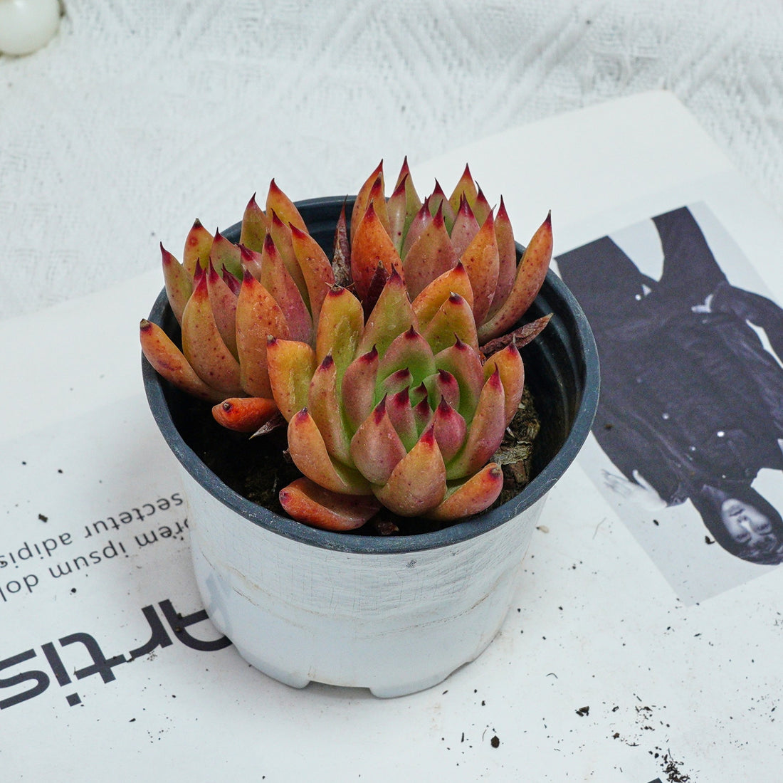 4'' Echeveria Red Umbrella, Rare Live Succulent Plants