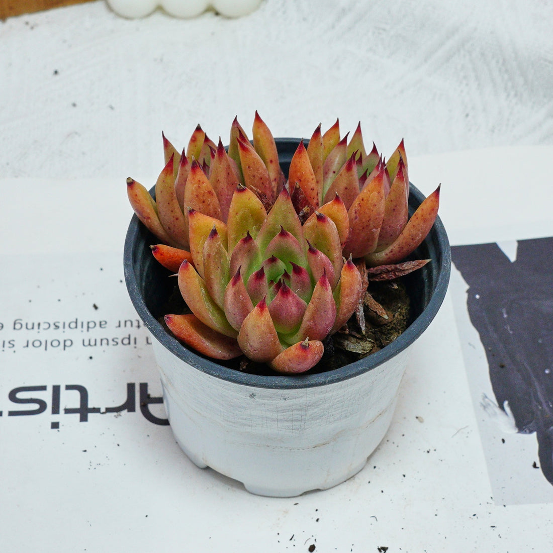 4'' Echeveria Red Umbrella, Rare Live Succulent Plants