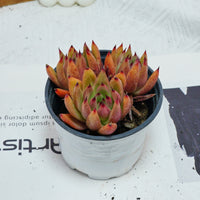 4'' Echeveria Red Umbrella, Rare Live Succulent Plants