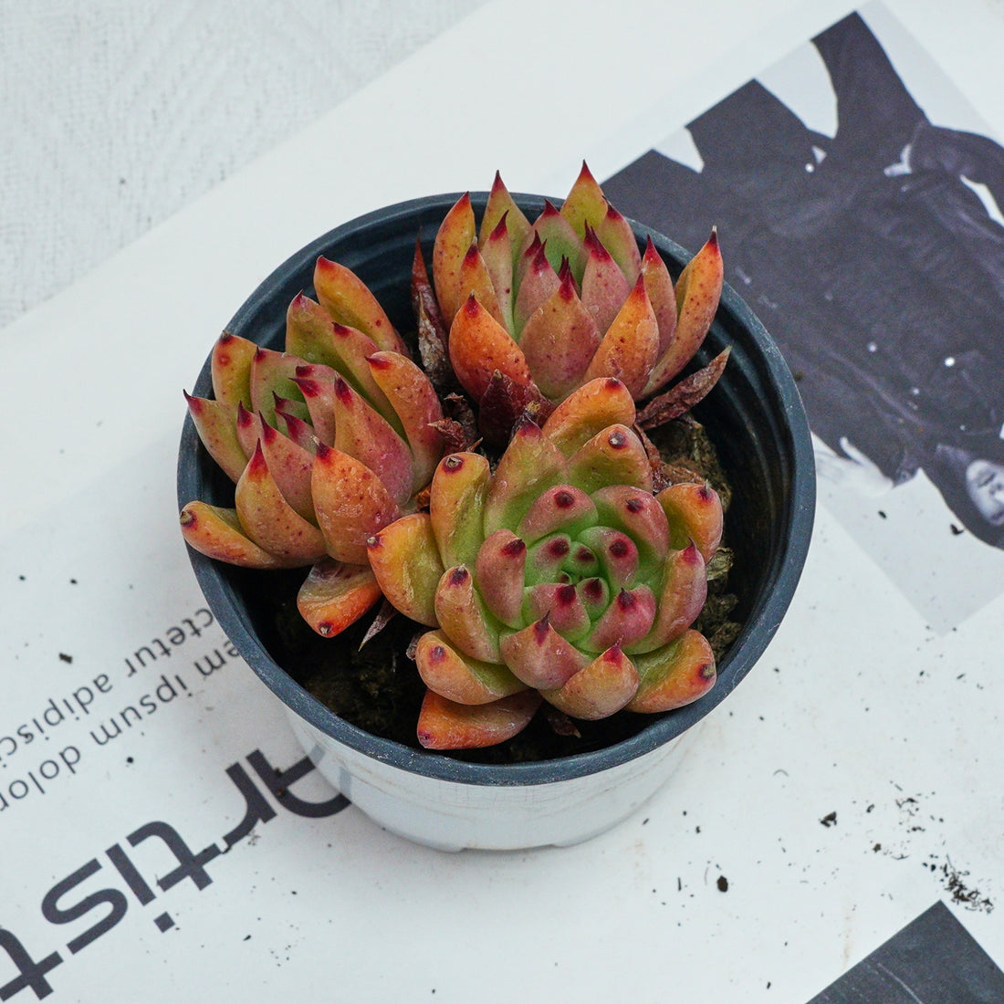 4'' Echeveria Red Umbrella, Rare Live Succulent Plants