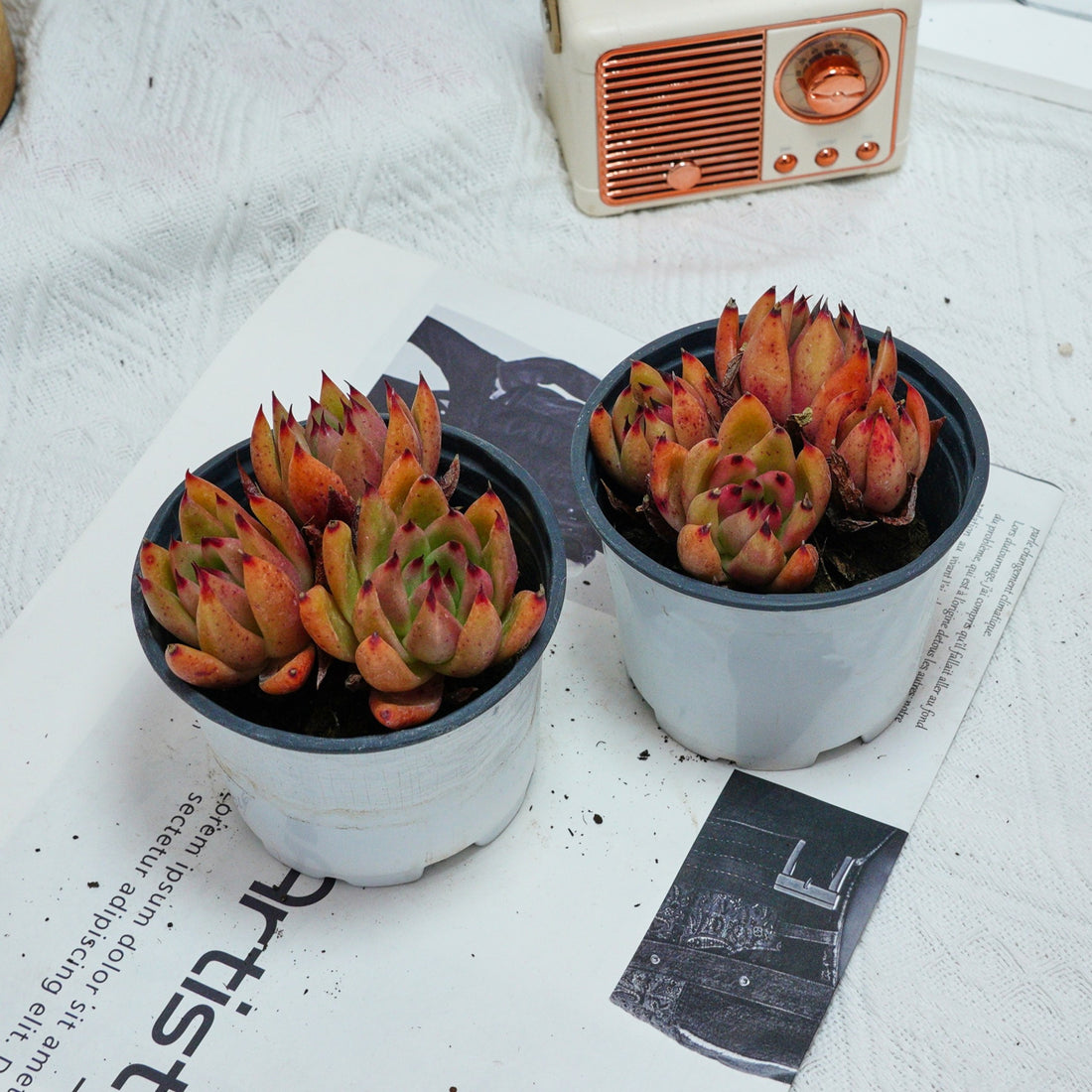 4'' Echeveria Red Umbrella, Rare Live Succulent Plants