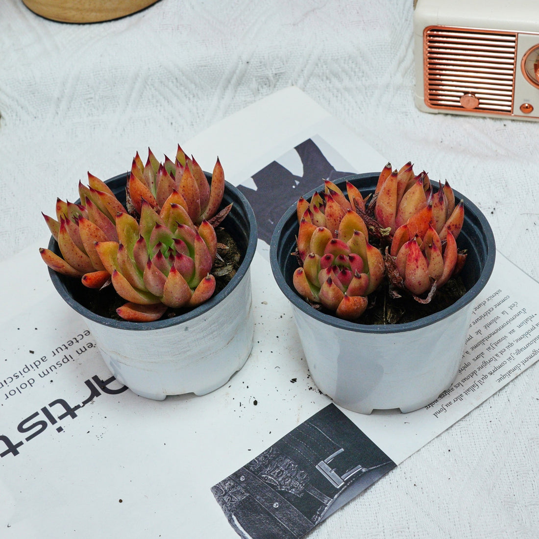 4'' Echeveria Red Umbrella, Rare Live Succulent Plants