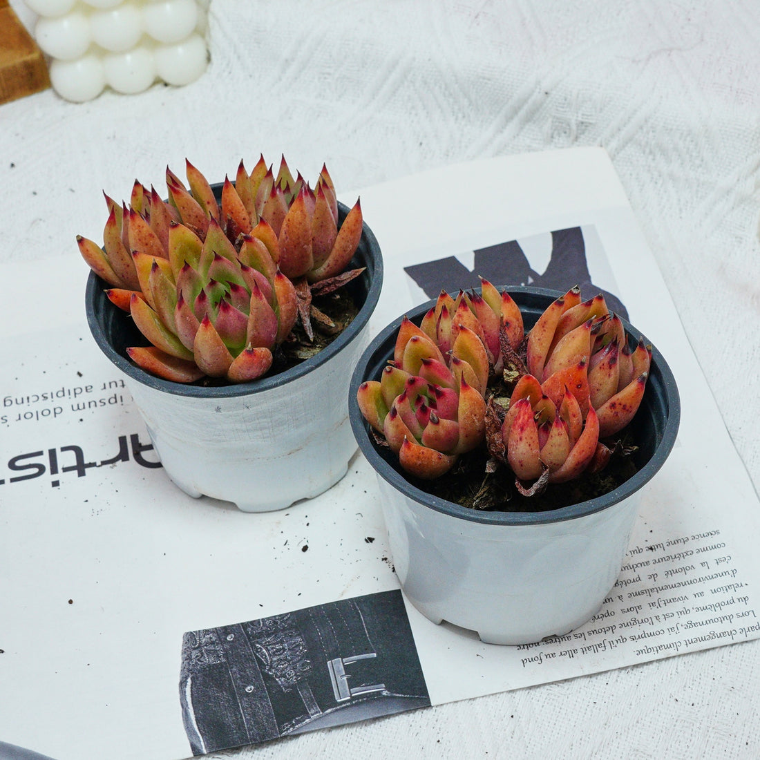 4'' Echeveria Red Umbrella, Rare Live Succulent Plants