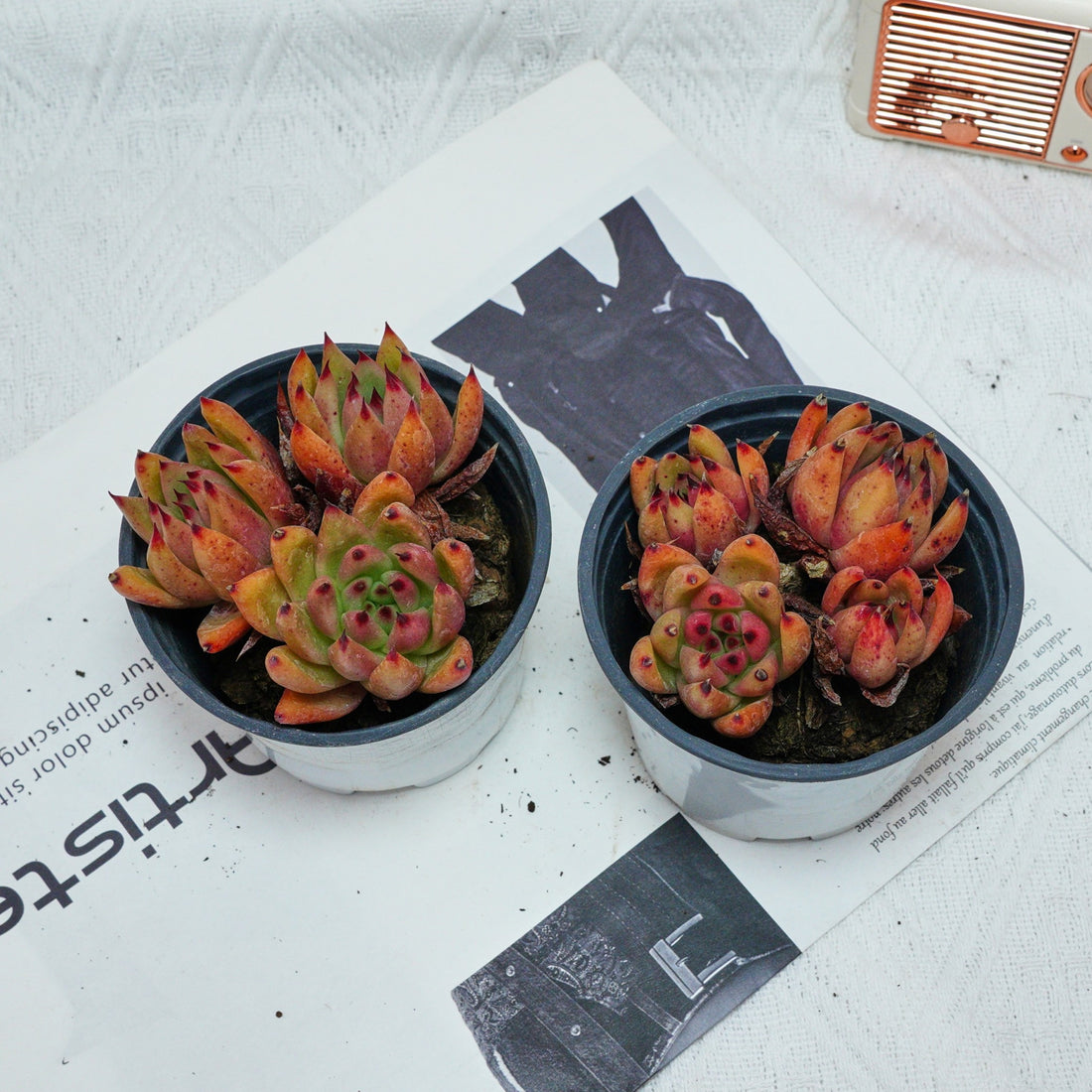 4'' Echeveria Red Umbrella, Rare Live Succulent Plants