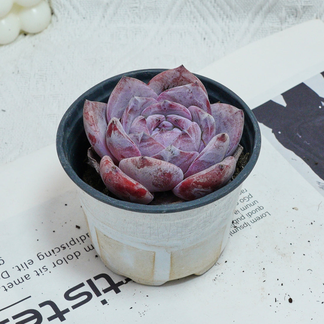 4'' Echeveria Melbourne, Rare Live Succulent Plants