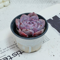 4'' Echeveria Melbourne, Rare Live Succulent Plants