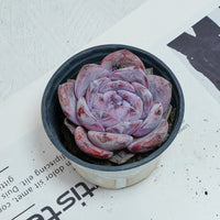 4'' Echeveria Melbourne, Rare Live Succulent Plants