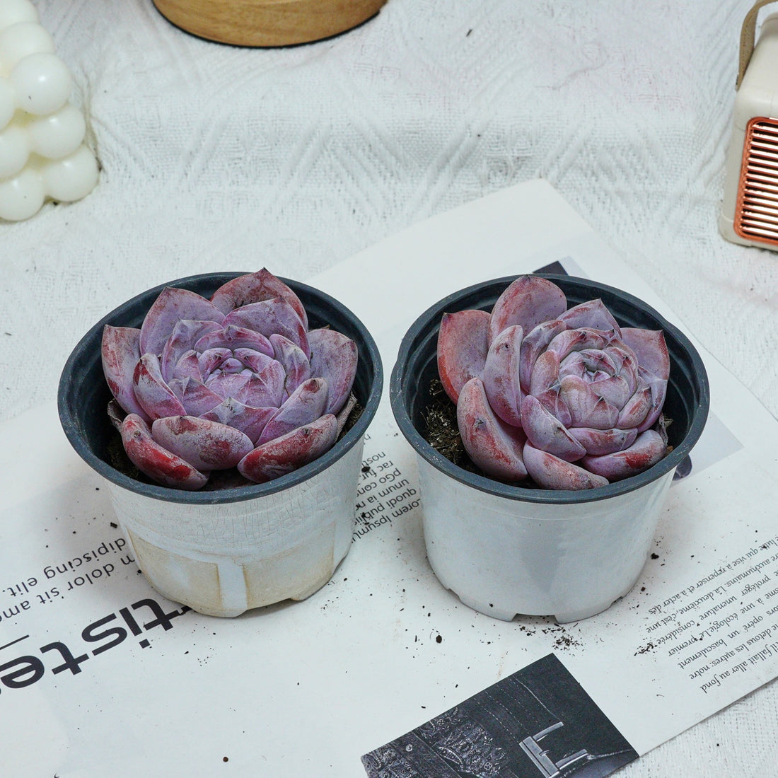 4'' Echeveria Melbourne, Rare Live Succulent Plants