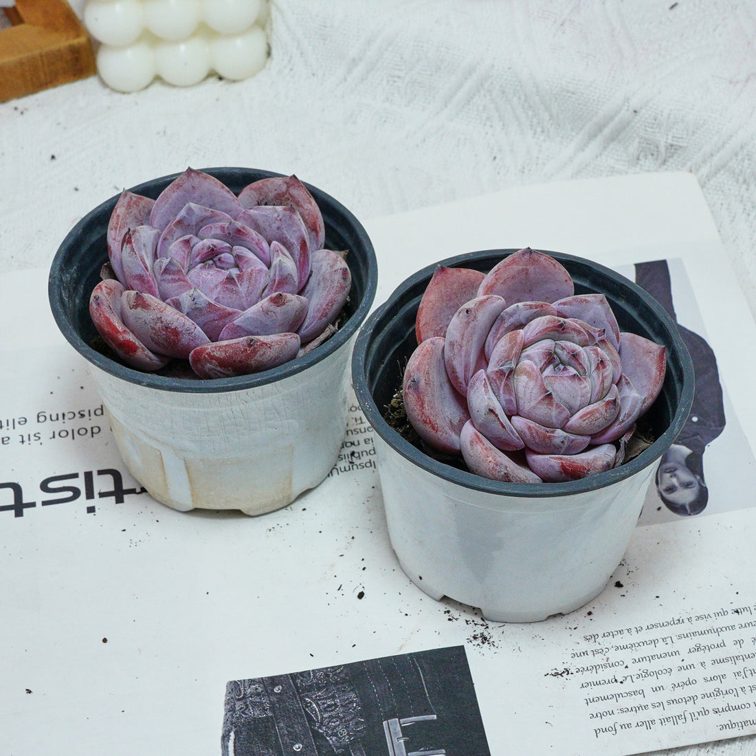 4'' Echeveria Melbourne, Rare Live Succulent Plants