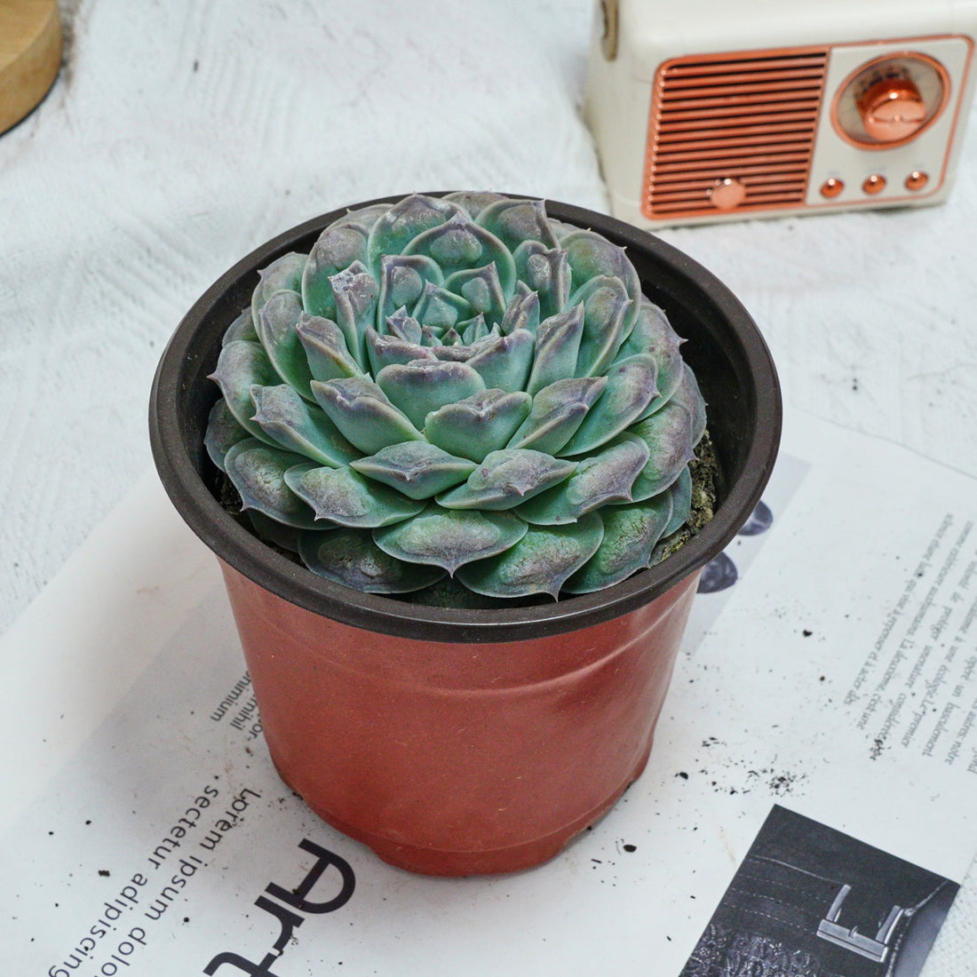 5'' Echeveria Mexico Tears, Rare Live Succulent Plants