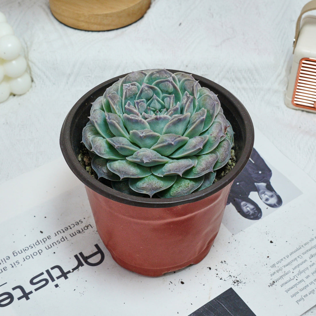 5'' Echeveria Mexico Tears, Rare Live Succulent Plants