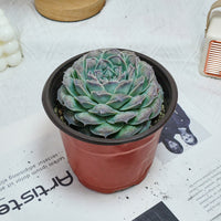 5'' Echeveria Mexico Tears, Rare Live Succulent Plants