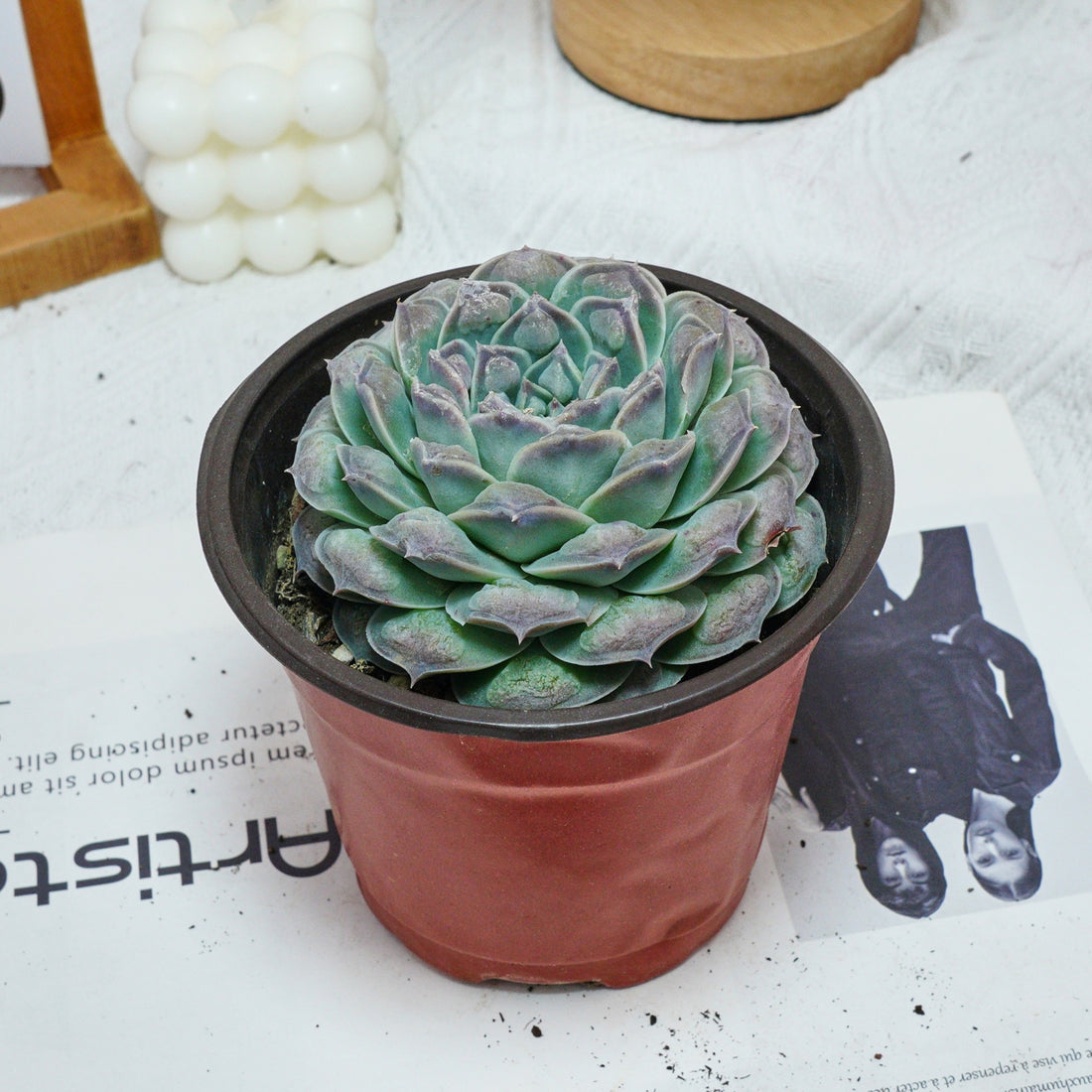 5'' Echeveria Mexico Tears, Rare Live Succulent Plants