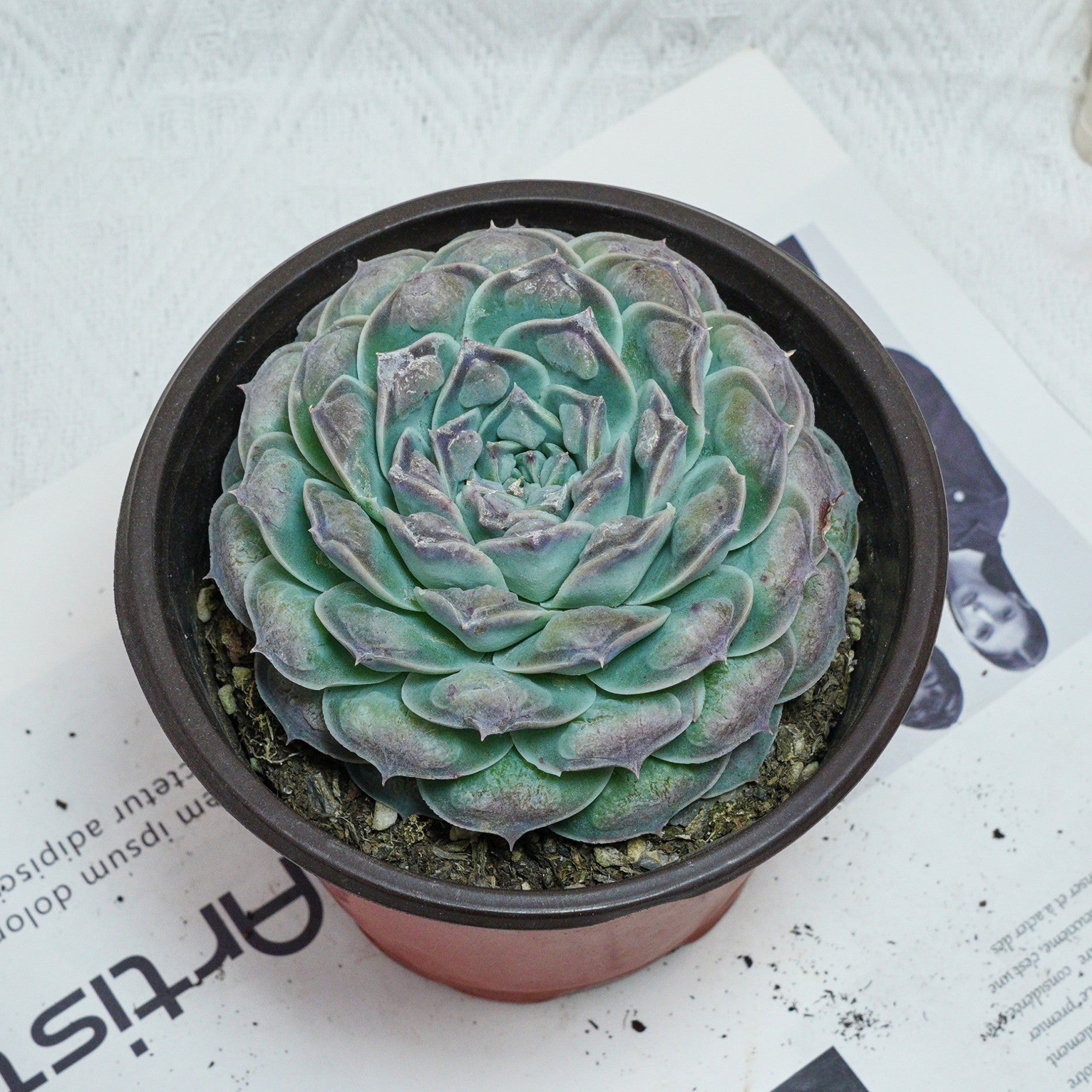 Echeveria、5点セットです(^-^) Mexican Firecracker Succulent - Echeveria Setosa var Minor