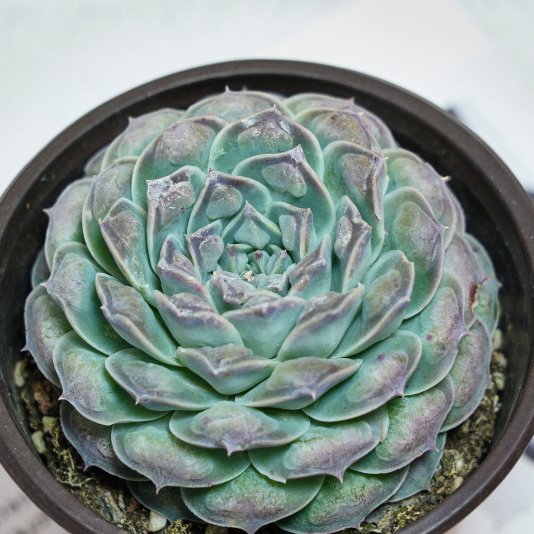 5'' Echeveria Mexico Tears, Rare Live Succulent Plants