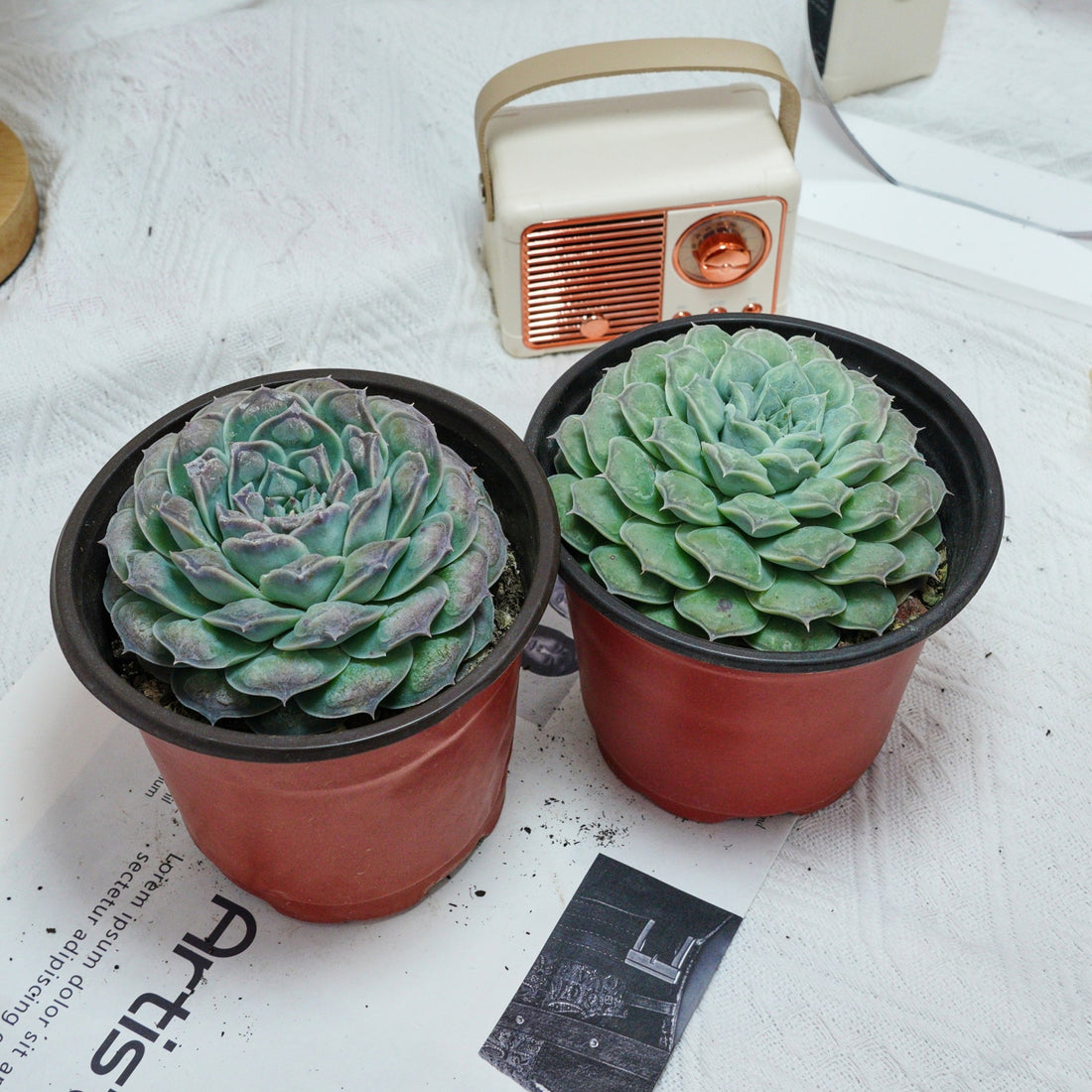 5'' Echeveria Mexico Tears, Rare Live Succulent Plants