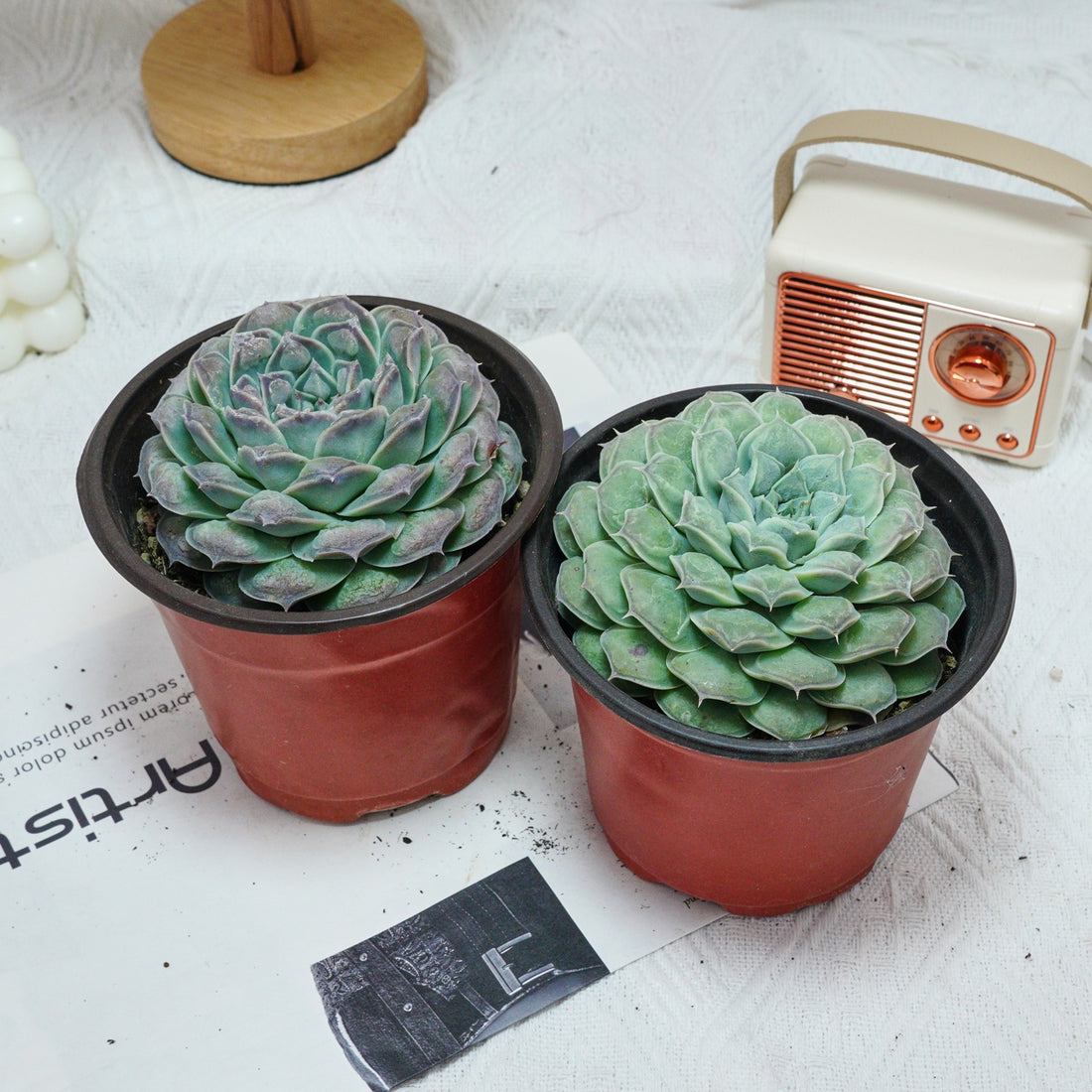 5'' Echeveria Mexico Tears, Rare Live Succulent Plants