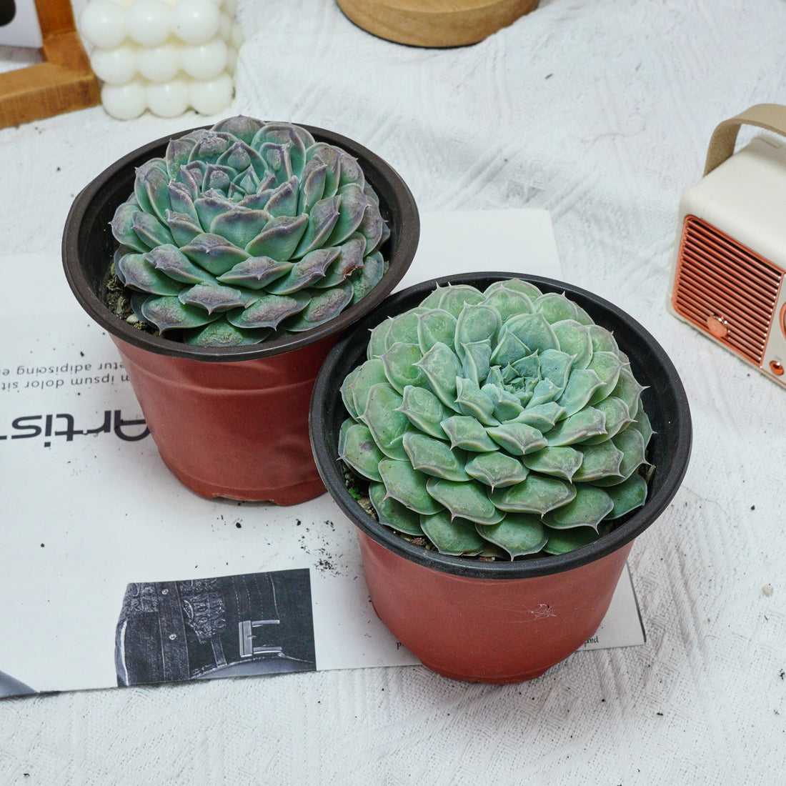 5'' Echeveria Mexico Tears, Rare Live Succulent Plants