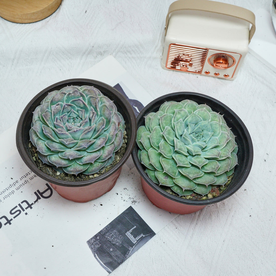 5'' Echeveria Mexico Tears, Rare Live Succulent Plants