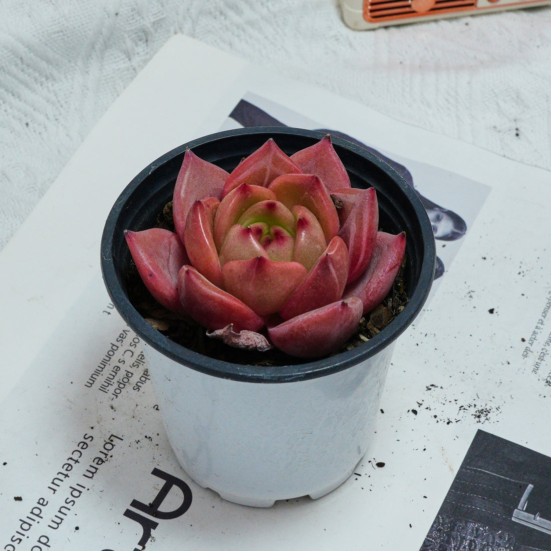 3'' Echeveria Purple Champagne, Rare Live Succulent Plants