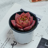 3'' Echeveria Purple Champagne, Rare Live Succulent Plants