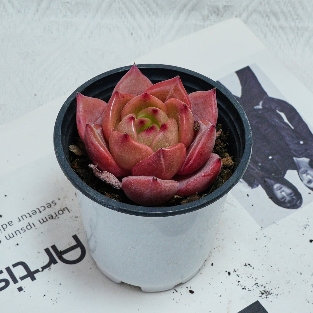 3'' Echeveria Purple Champagne, Rare Live Succulent Plants