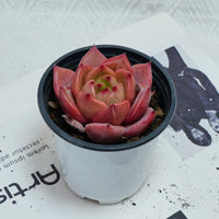 3'' Echeveria Purple Champagne, Rare Live Succulent Plants