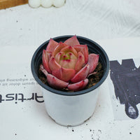 3'' Echeveria Purple Champagne, Rare Live Succulent Plants